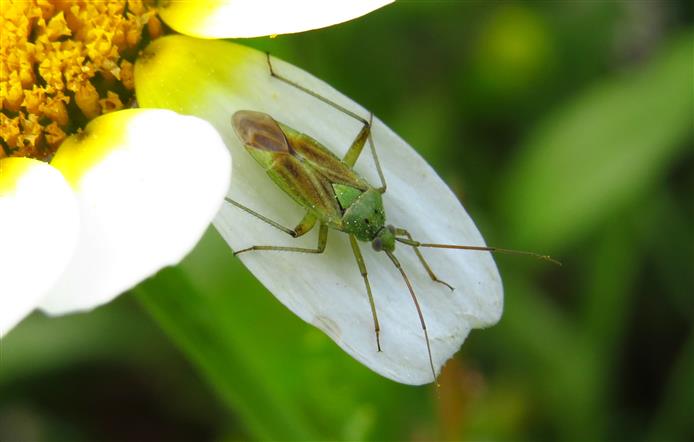 Miridae: Closterotomus norwegicus  del Portogallo